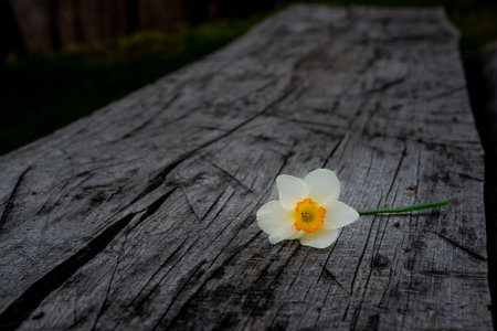 White daffodil resting on an old tableの写真素材