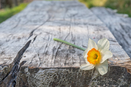 White daffodil resting on an old tableの写真素材