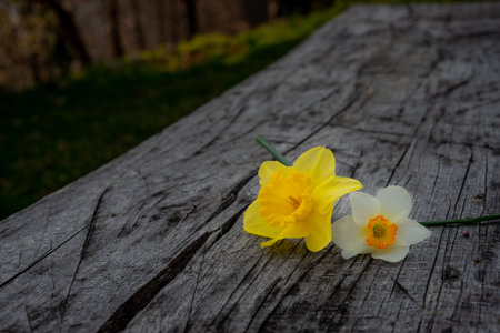 White daffodil resting on an old tableの写真素材