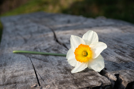 White daffodil resting on an old tableの写真素材