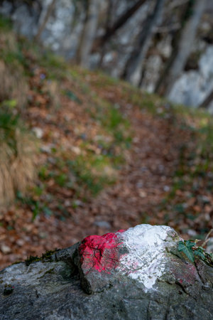 Path in the woods with signposting of the routeの写真素材