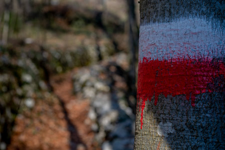 Path in the woods with signposting of the routeの写真素材