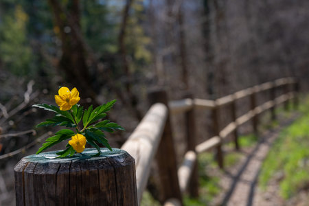Yellow anemone resting on a fenceの写真素材