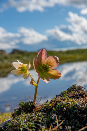 Helleborus flowering on the shore of an alpine lakeの写真素材