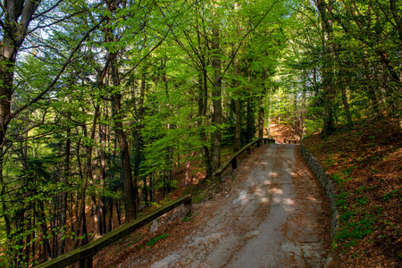 Mountain road between trees in springの写真素材