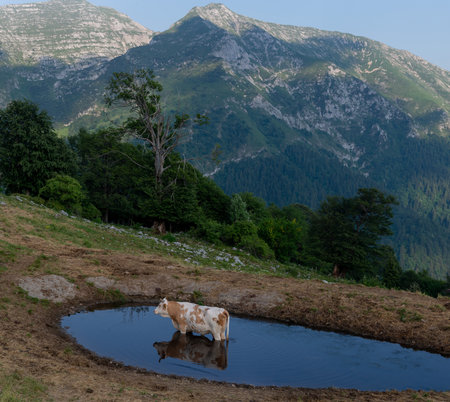 Cow immersed in the mountain lakeの写真素材
