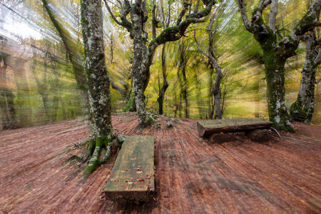 Forest with the bright colors of Autumnの写真素材