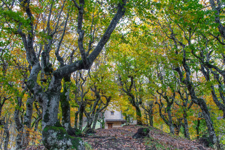 Forest with the bright colors of Autumnの写真素材