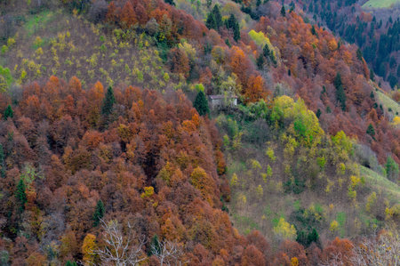 Colorful forest in the autumn seasonの写真素材