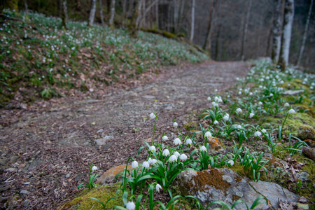 Leucojum vernum in the forest path
