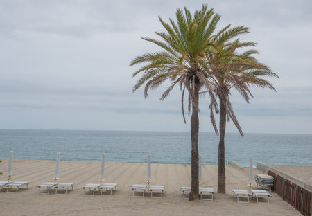Deserted beach with palm trees and sunbedsの写真素材