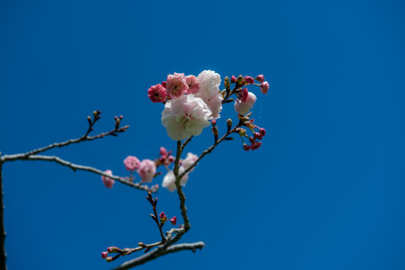 The cherry blossom represents our life: it is beautiful, but extremely fragile.の写真素材