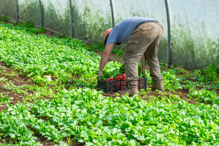 Farmers harvesting radishes in the greenhouseの写真素材