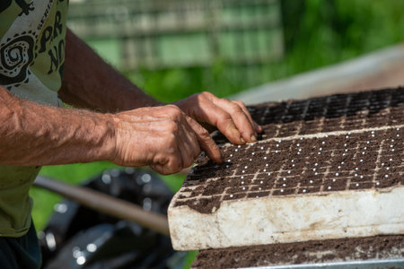 Farmer while doing germination, the fundamental process through which plants develop.の写真素材