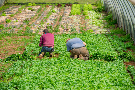 Farmers harvesting radishes in the greenhouseの写真素材