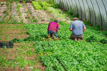 Farmers harvesting radishes in the greenhouseの写真素材