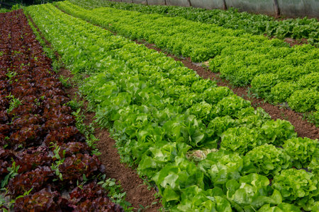 Growing organic vegetables in a greenhouseの写真素材
