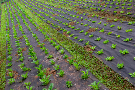 Growing organic vegetables in a greenhouseの写真素材