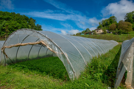 Growing organic vegetables in a greenhouseの写真素材