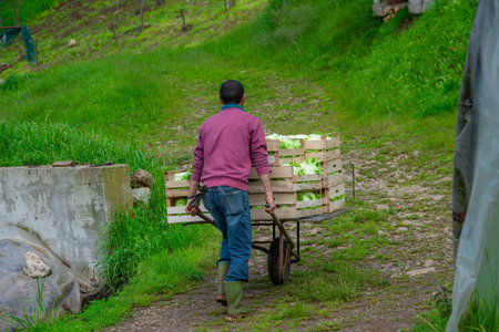 Farmer with wheelbarrow while transporting vegetablesの写真素材