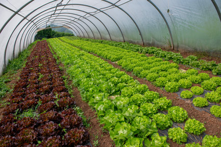 Growing organic vegetables in a greenhouseの写真素材