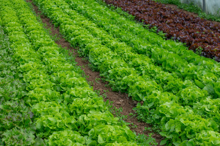 Growing organic vegetables in a greenhouseの写真素材
