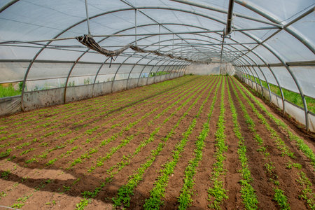 Growing organic vegetables in a greenhouseの写真素材