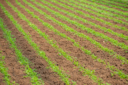 Growing organic vegetables in a greenhouseの写真素材