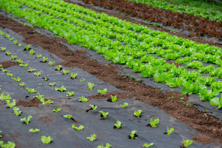 Growing organic vegetables in a greenhouseの写真素材