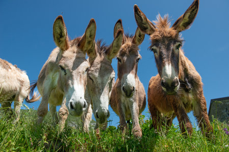 Donkeys grazing in the mountain pastures of Lombardyの写真素材