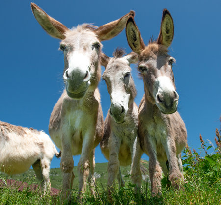 Donkeys grazing in the mountain pastures of Lombardyの写真素材