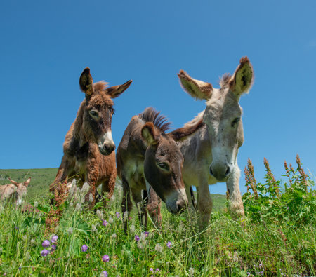 Donkeys grazing in the mountain pastures of Lombardyの写真素材