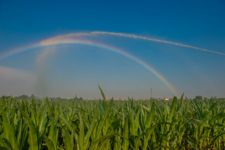 Sprinkler irrigation of a corn field with a rainbowの写真素材