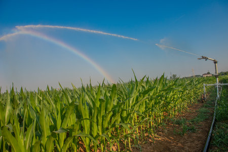 Sprinkler irrigation of a corn field with a rainbowの写真素材