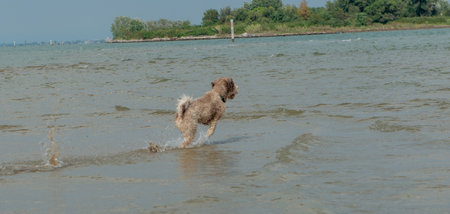 Dog playing with the sea wavesの写真素材