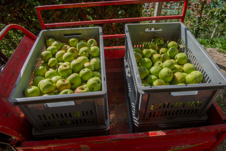 Organic apple plantation in the Brembana Valleyの写真素材
