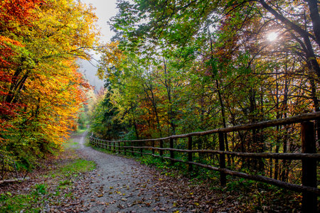 Trees with leaves of many colors in the autumn season