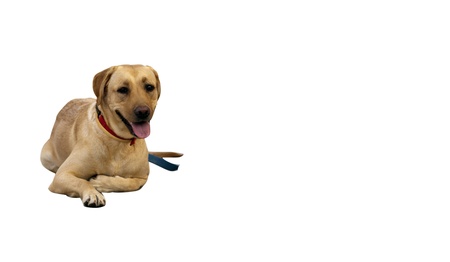 cute dog on white background