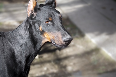 dobermannの写真素材