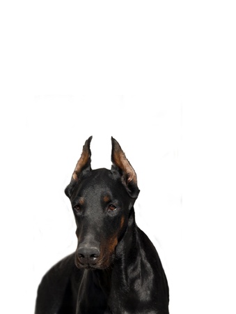 Doberman on white backgroundの写真素材