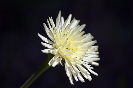 white flower on black background