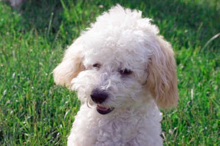 white poodle