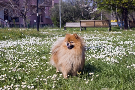 dog in flower meadowの写真素材