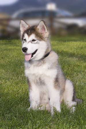 sled dogの写真素材