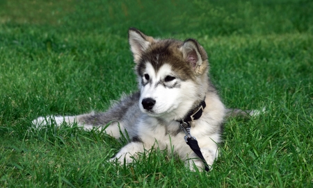 husky Syberianの写真素材