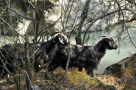 animals in the nepalの写真素材