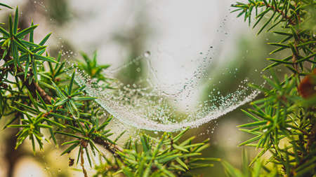 Spider web decorated with morning dew beads.の写真素材