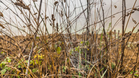 If not for the morning dew it would be difficult to notice this spider web.
