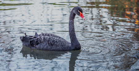 Black swans - Like other weel-billed swans, black swans lose all their remiges at the same time during moulting and cannot fly for about 4-5 weeks.の写真素材