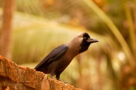crow watching at something